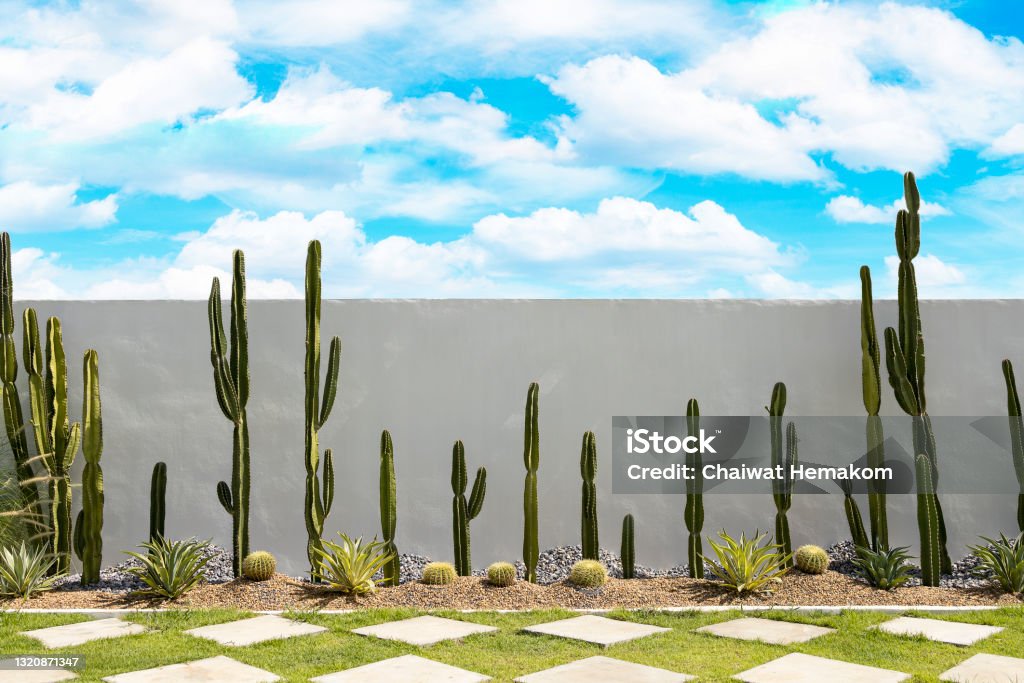 Cactus garden on white wall background with green grass and bluesky. Landscaped Stock Photo