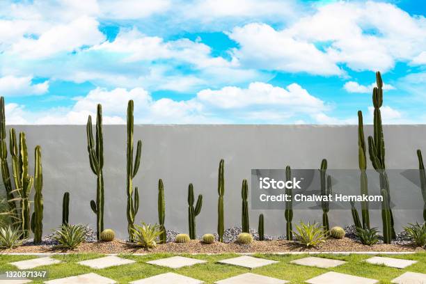 Cactus Garden On White Wall Background With Green Grass And Bluesky Stock Photo - Download Image Now