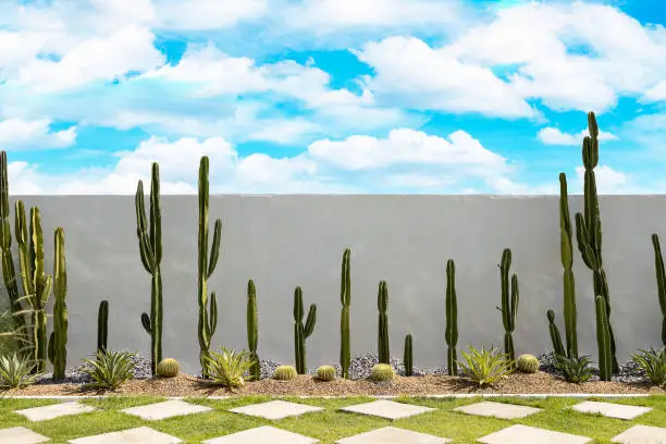 Photo of Cactus garden on white wall background with green grass and bluesky.