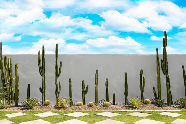 jardim de cactos no fundo da parede branca com grama verde e bluesky. - desert landscaping - fotografias e filmes do acervo