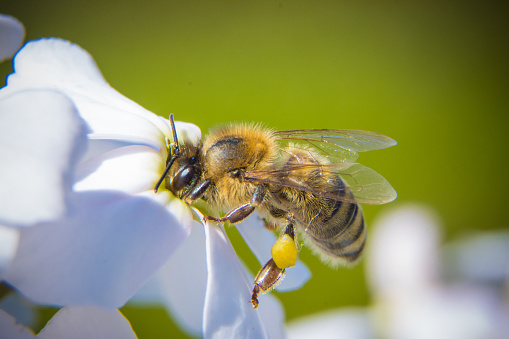 A honey bee is any member of the genus Apis, primarily distinguished by the production and storage of honey and the construction of perennial, colonial nests from wax.