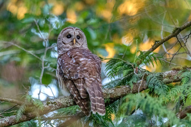 istock Barred Owl on a tree branch at sunset, Surrey, BC, Canada 1320874118