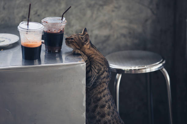 A cat was secretly sniffing an iced coffee mug on the dining table in a cafe.