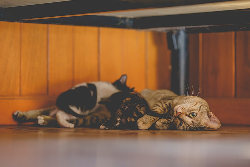 Young mother cat sleeps and breastfeeding kittens on wooden floor indoors.