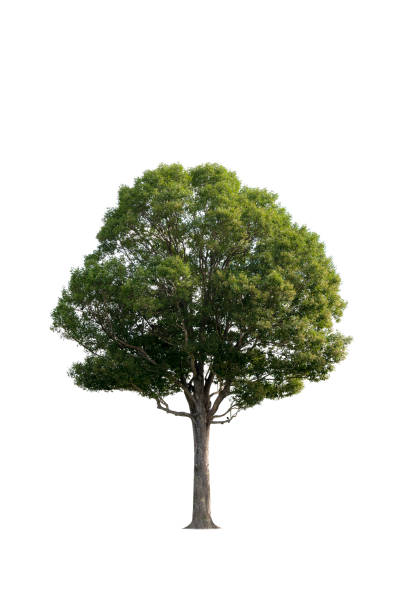 istock A tree with beautiful fresh green leaves on a white background to use for advertising design and architecture. 1320877331