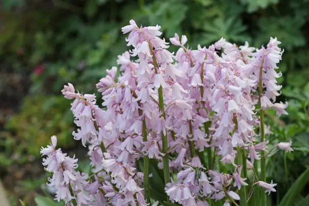 Pink Spanish bluebell, Hyacinthoides hispanica, flowers in close up with blurred leaves in the background.