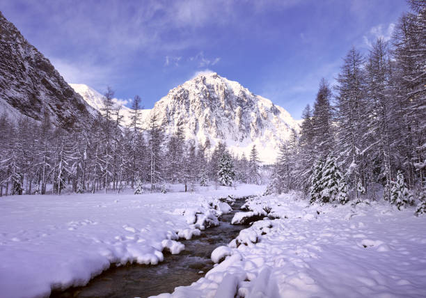Winter in the Aktru Valley A mountain river with snow-covered banks, tall fir trees against the background of the rocky mountains and the morning blue sky. Gorny Altai, Siberia, Russia altai republic photos stock pictures, royalty-free photos & images