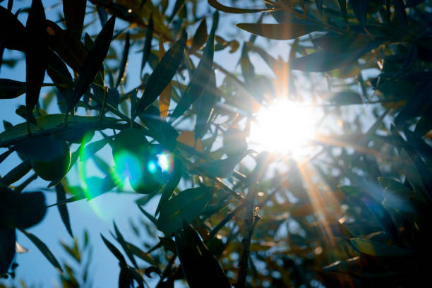 Organic, fresh, natural close up Greek olives on tree. In sunny and bright day.