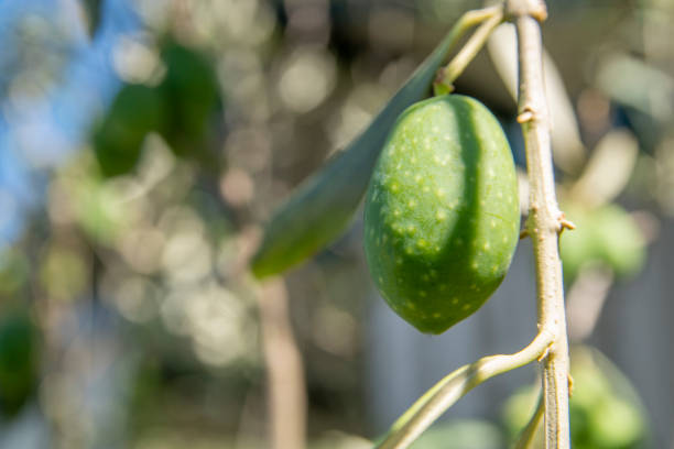 Organic, fresh, natural close up Greek olives on tree. In sunny and bright day.