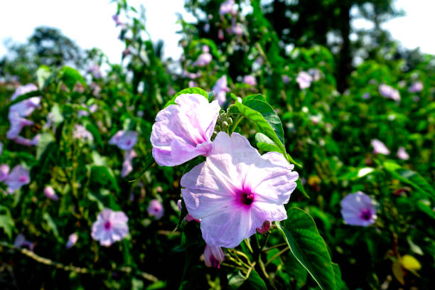 istock Lavender Colour Flowers on Green Background 1320879107