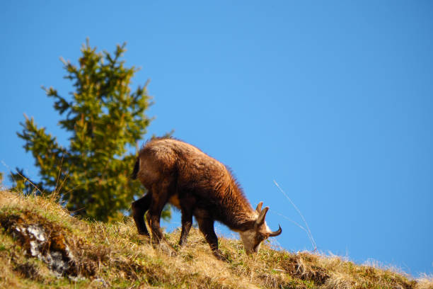 young alpine chamois (Rupicapra rupicapra) feeding in the wild at Berchtesgaden national park , Bavaria, Germany