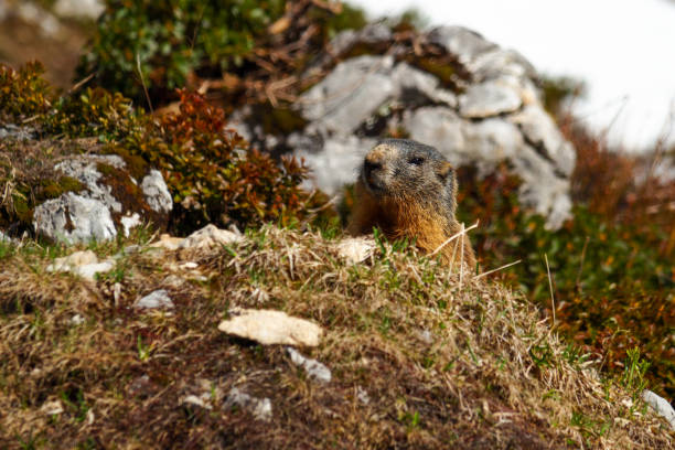 istock alpine marmot (Marmota marmota) in front of its burrow 1320879162