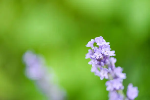 Close up purple flowers, Lavender flower bloom in the lavender fields flower garden background