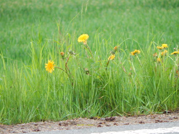 istock Dandelions on the meadow in summer 1320881519