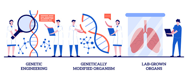 Genetic engineering, genetically modified organism, lab-grown organs concept with tiny people. Bioengineering abstract vector illustration set. DNA manipulation, stem cells, transplantation metaphor.