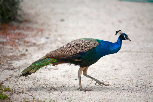 Wild beautiful asian indian Peacock head with iridescent blue neck