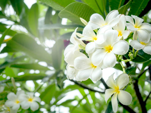 White Plumeria flowers bouquet, white and yellow color. White Plumeria flowers bouquet, white and yellow color with water drops after raining. Group of blossoming Frangipani flower and green leaves on the tree branch. frangipani stock pictures, royalty-free photos & images