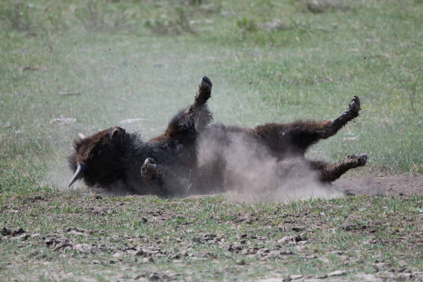 Huge Buffalo (bison) bull rolling on his back in dirt and mud in Lamar Valley in Yellowstone National Park in Wyoming in western USA. Nearest cities are Cooke City and Gardiner, Montana. John Morrison - Photographer