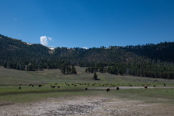 istock Huge Buffalo (bison) herd spread out to eat or rest 1320882593