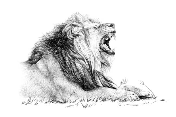 ręcznie rysowany ryk lwa, szkic grafika monochromatyczny ilustracja na białym tle - roaring stock illustrations