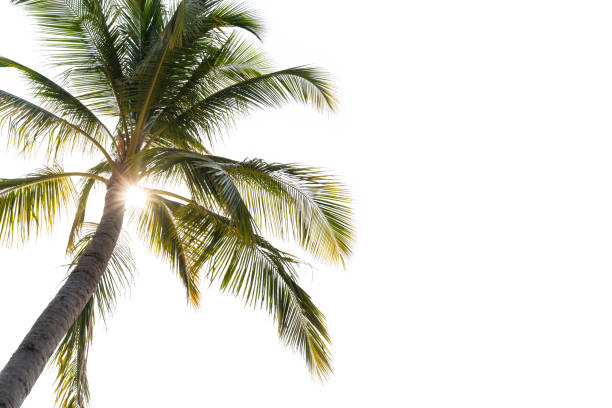 coconut palm tree with sun light isolated on white background - palm leaf flash imagens e fotografias de stock