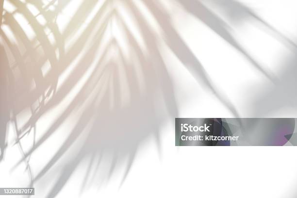 Shadow Of Palm Leave On White Cement Wall Background With Copy Space Stock Photo - Download Image Now