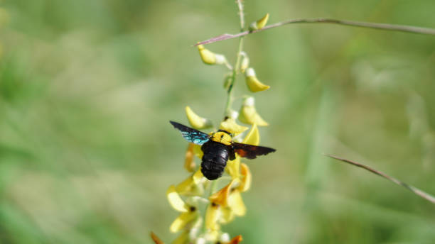 istock Beetles in yellow flowers 1320889577