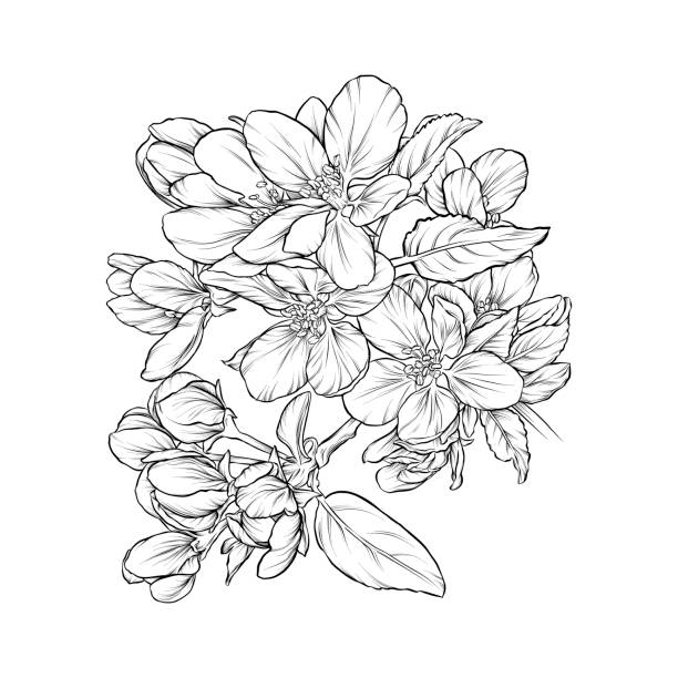 kiraz çiçekleri mürekkep vektör i̇llüstrasyon - ağaç çiçeği illüstrasyonlar stock illustrations