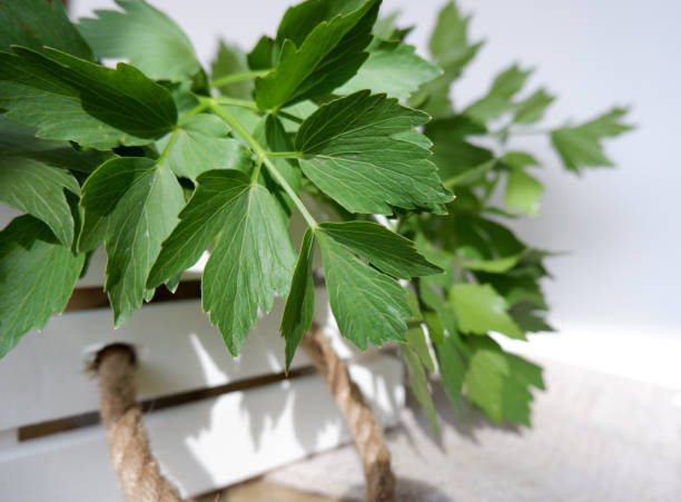 緑の小枝と愛の葉。スパイシーな調理ハーブの新鮮な若い芽 - levisticum officinale ストックフォトと画像