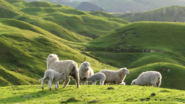Big group of sheep and lambs on scenic countryside. New Zealand