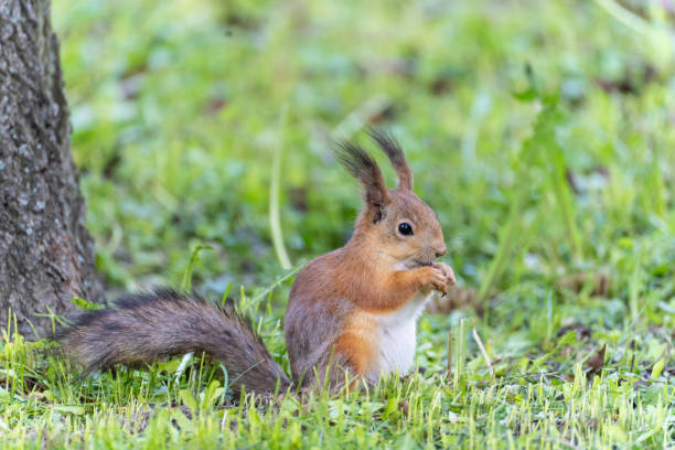 istock Portrait of a squirrel sitting on a grass while eating a nut 1320891454