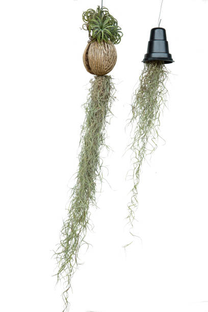 Spanish moss (Tillandsia usneoides L) hanging on the bottom of Suicide tree, Gardening decoration ideas. Die cut Tillandsia usneoides hanging on Dry Suicide tree on white isolated hanging moss stock pictures, royalty-free photos & images