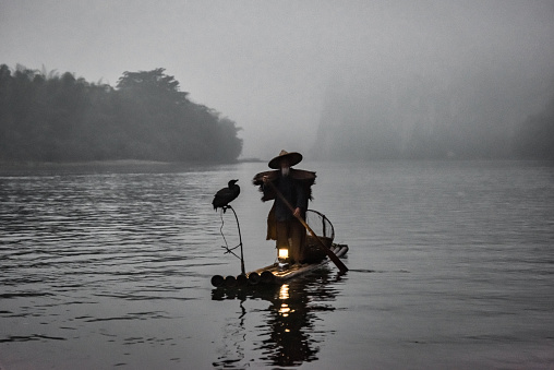 Senior chinese traditional fisherman floating on his wooden raft with two gray herons on the Li River. Early morning fog in sunrise light. Outdoor rural chinese river scene with old chinese fisherman in early morning sunrise mist.  Xing Ping, Yangshuo County, Guangxi, Guilin, China.
