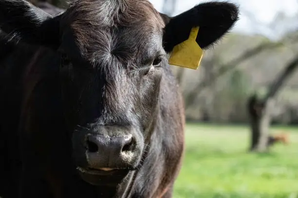 Close-up of a black Angus heifer with yellow ear tag in bright sunlight with negative space to the right.