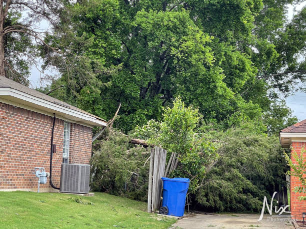 istock Tree fallen onto house and fence 1320896963