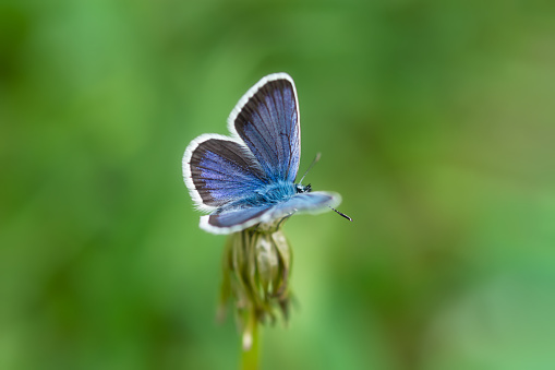 A Chalkhill Blue butterfly on the South downs of England