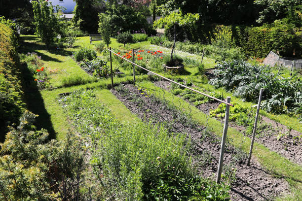 istock Well-tended kitchen garden with flowers and vegetable beds 1320899162
