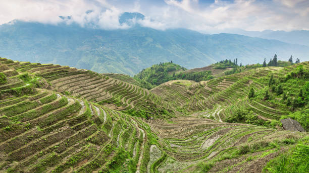 China Longsheng Rice Terraces Summer Panorama Longji Rice Terrace China Rice Terraces of Longsheng. Panorama view over the Longsheng Rice Terraces, or Longji Rice Terraces, in Longsheng County around 100km away from Guilin in Guangxi, China, East Asia. guilin hills stock pictures, royalty-free photos & images