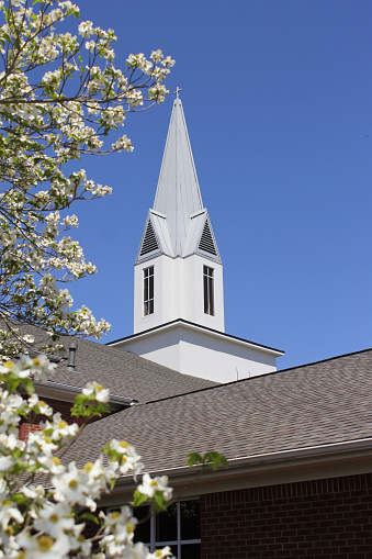Árbol de cornejo en flor con el campanario de la iglesia photo