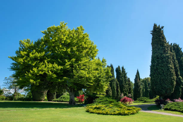 istock Green grass and trees in a sunny park against clear blue sky 1320900251