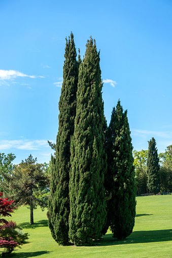 Cluster of tall evergreen Mediterranean cypresses in a lush green park in spring sunshine under a clear blue sky in a scenic landscape