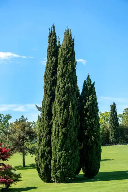 Photo of Cluster of tall evergreen Mediterranean cypresses in a park