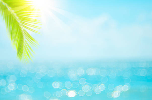istock Blur beautiful nature green palm leaf on tropical beach with bokeh sun light wave abstract background. 1320900306