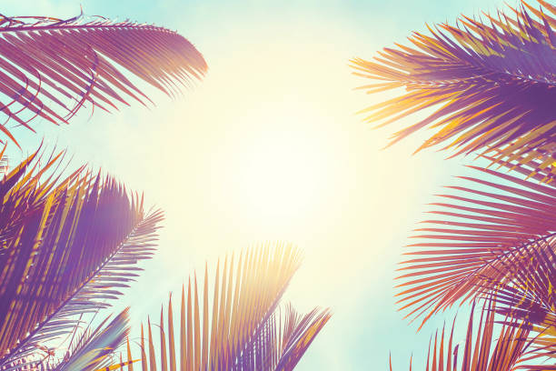 istock Tropical palm tree with sun light on sunset sky and cloud abstract background. 1320900677