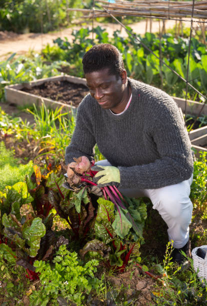 istock African american man harvests beets from a garden bed 1320903211