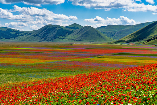 A field full of poppies on a spring day.