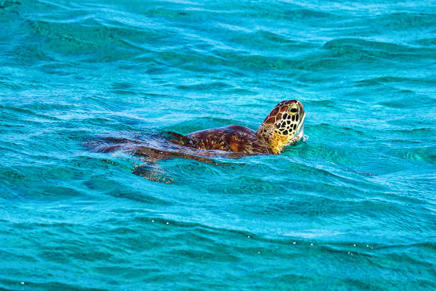 Saint Vincent and the Grenadines, Green Sea Turtle swimming in the Caribbean Sea, Tobago Cays at Lesser Antilles Saint Vincent and the Grenadines, Green Sea Turtle swimming in the Caribbean Sea, Tobago Cays at Lesser Antilles. tobago cays stock pictures, royalty-free photos & images