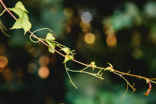 Plant branch on natural bokeh background