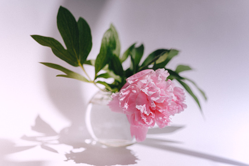Peony in a vase, brightly lit by morning sun, over white background.