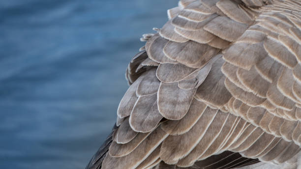 istock Close Up of Goose Feathers 1320905512